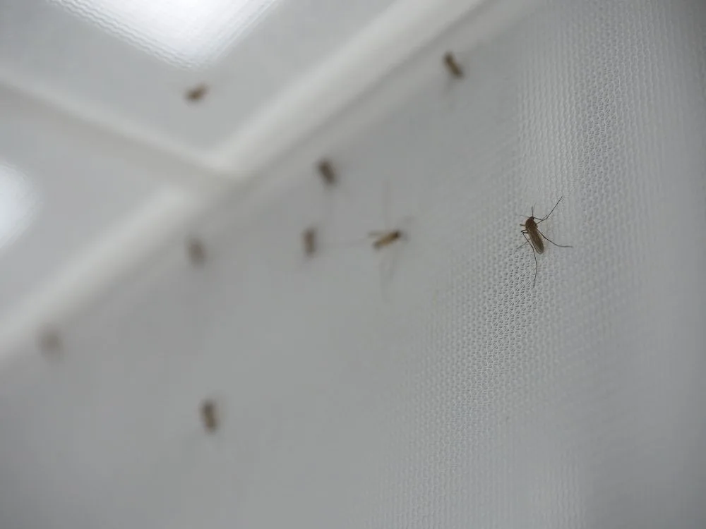 Ambiente y especie de mosquito determinan la circulación de malaria aviar