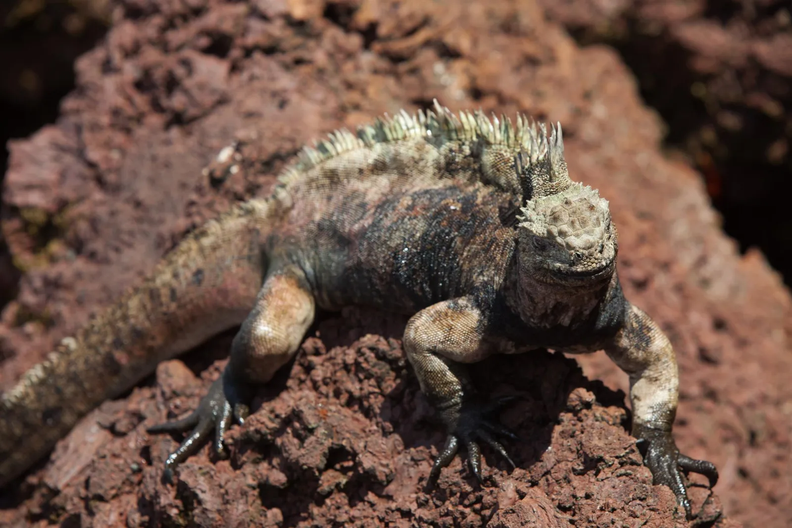 Ecuador incauta 32 iguanas marinas de Galápagos en intento de tráfico ilegal