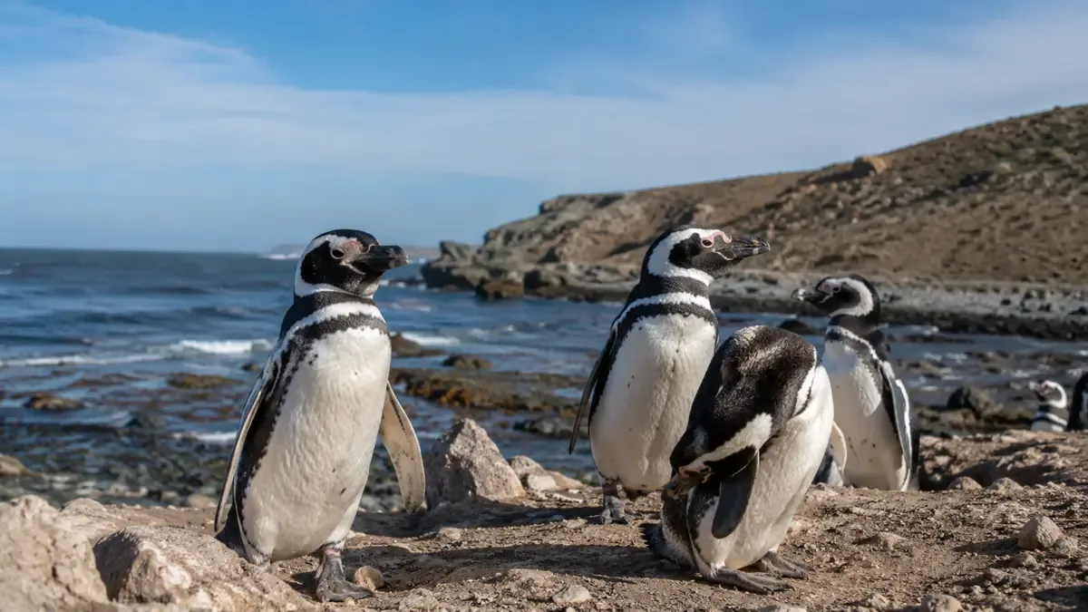 Grupo de pingüinos de Magallanes en una costa patagónica