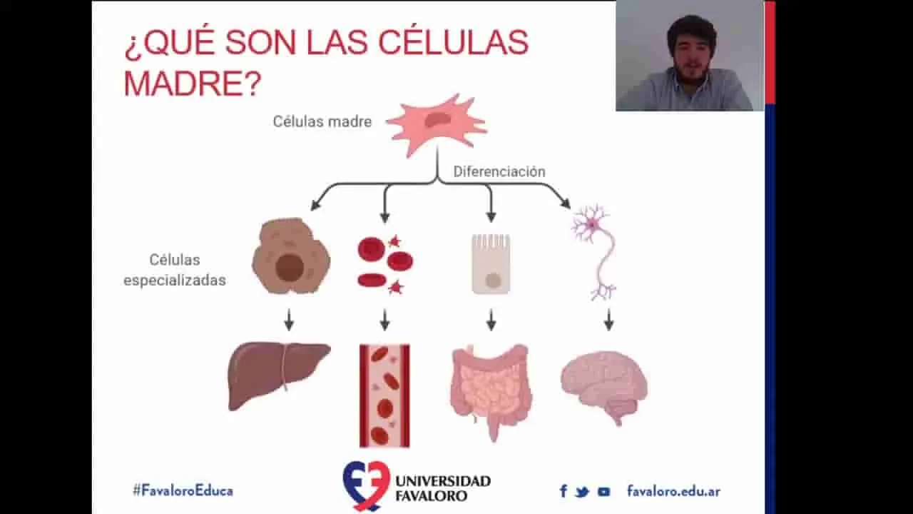 La revolución de la terapia con células madre y su impacto en la medicina regenerativa.