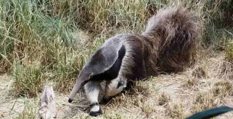 Los desafíos de la conservación de la fauna silvestre en áreas urbanas.