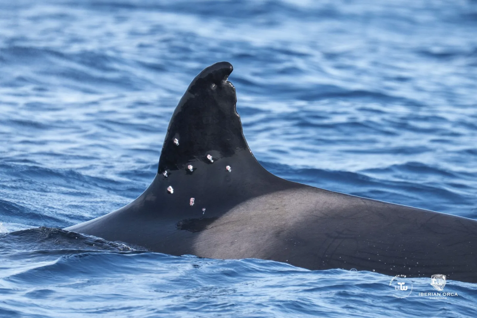 Toñi, la orca ibérica baleada en el Estrecho, fue tiroteada desde un barco español en aguas portuguesas